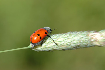 Fototapeta premium lady bug in grass