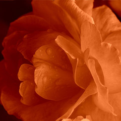soft orange flower