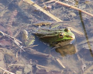 grenouille verte dans l'eau