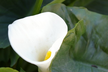 arum blanc sur fond vert