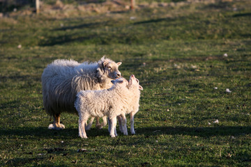 two lambs