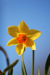 single daffodil