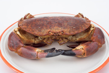 masera ( cancer pagurus )