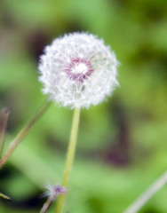 soft focus dandelion