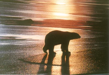 Papier Peint photo autocollant Ours polaire eisbär im sonnenuntergang