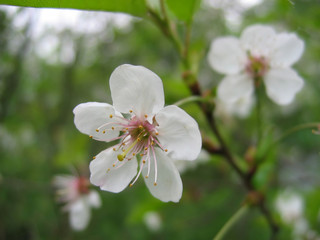 Fototapeta premium cherry