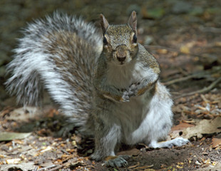 grey squirrel curious