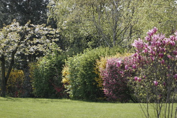 haie de jardin