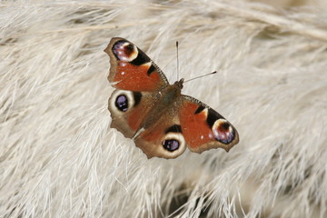 papillon