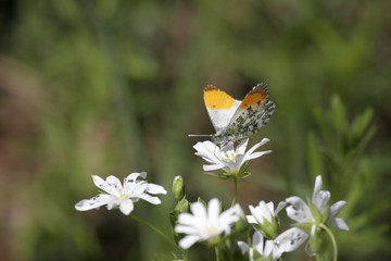 papillon