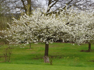 cerisier en fleur
