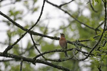 pinson des arbres