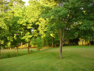 vue sur jardin