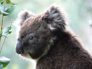 la meilleure photo de koala