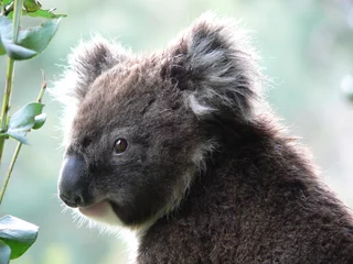 Tableaux ronds sur aluminium brossé Koala la meilleure photo de koala