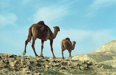 camel in the desert