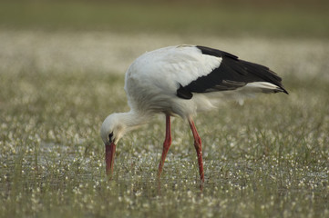 cigüeña comiendo