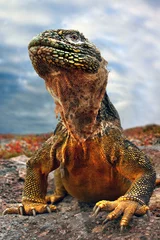 Foto op Canvas galapagos iguana © Alexander