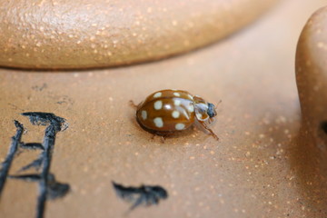 ladybird and teapot 6