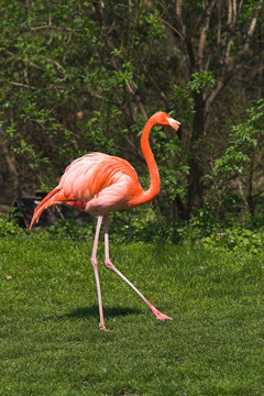 red caribbean flamingo dancing