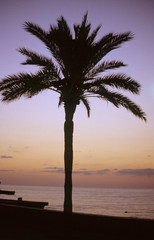 Plakat palme im sonnenaufgang