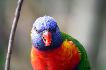 face of colorful bird