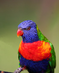 colorful bird