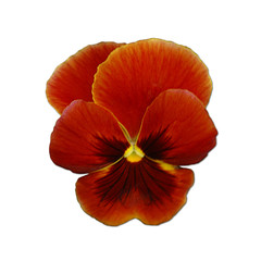 stiefm&uuml;tterchen