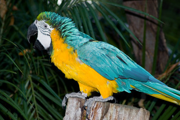 loud macaw