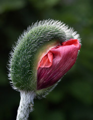 entfaltung
