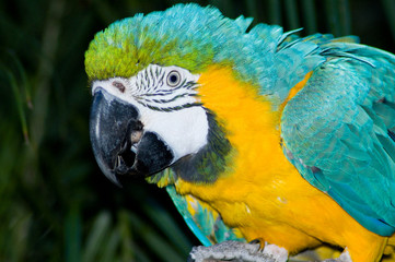 macaw