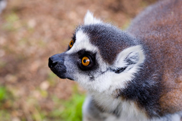 lemur closeup