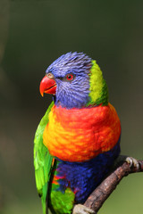 rainbow lorikeet