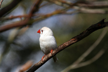 white bird with red beak