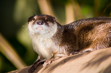 otter on a log