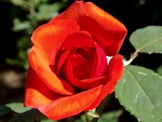 rose