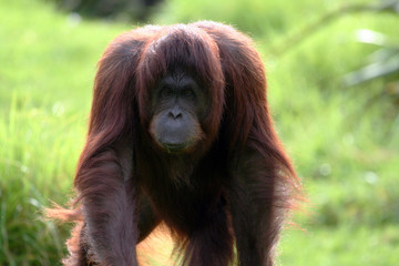 orang utan walking forward