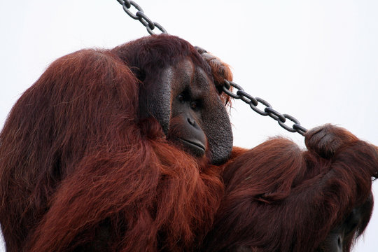 orang utan holding a chain