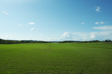 Fototapeta premium field