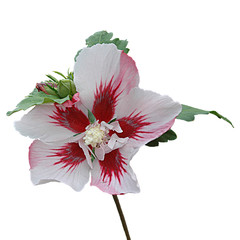 hibiskus rot-weiss freigestellt © Marty Kropp