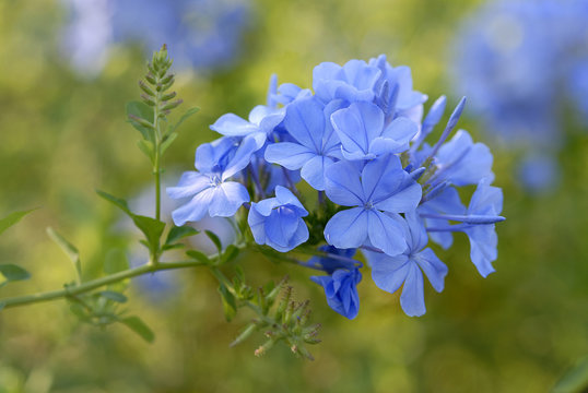 Fototapeta plumbago