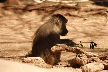 baboon two