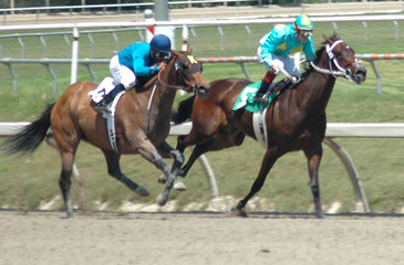 race horses in the stretch