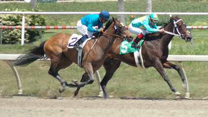 race horses in the stretch