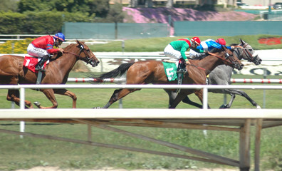 race horses on the turf