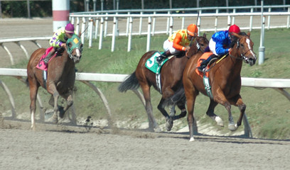 Fototapeta na wymiar three racehorses in the stretch