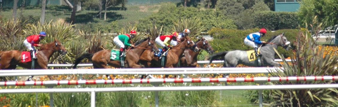 race horses on the turf