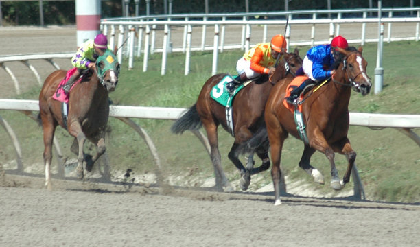 three racehorses in the stretch