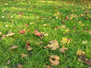 autumn maple leaves on green grass