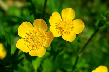 summer flower, buttercup, spearwort